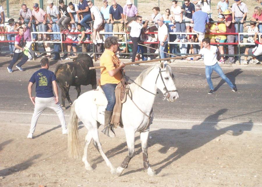 Los 'Encierros tradicionales al estilo de la Villa', declarados como fiesta de interés turístico regional, se celebran el sábado y el domingo.