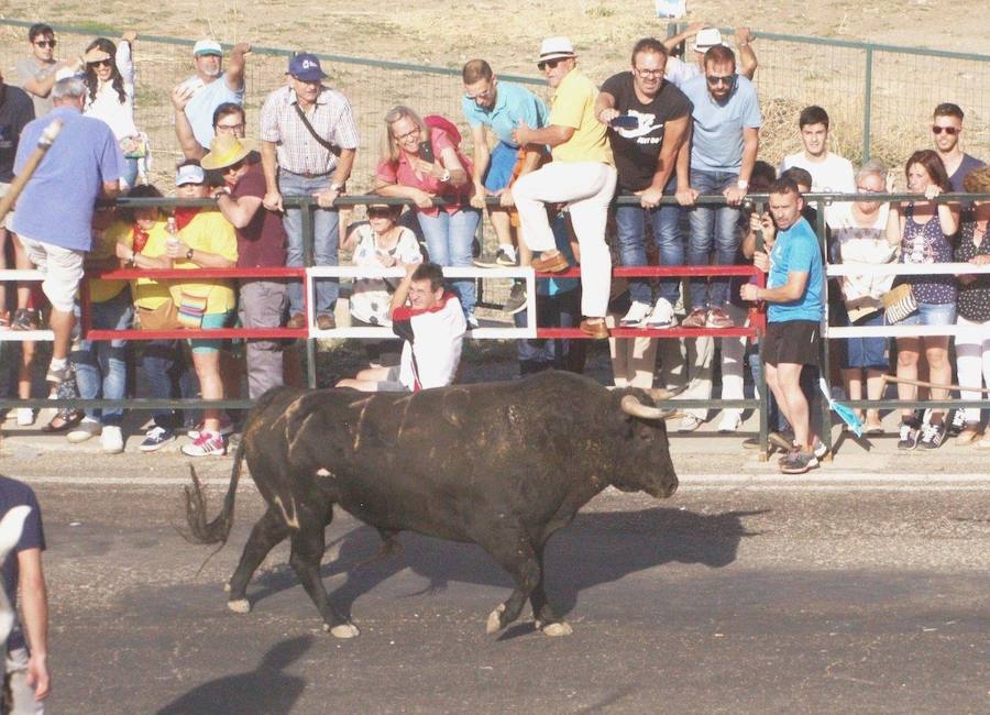 Los 'Encierros tradicionales al estilo de la Villa', declarados como fiesta de interés turístico regional, se celebran el sábado y el domingo.