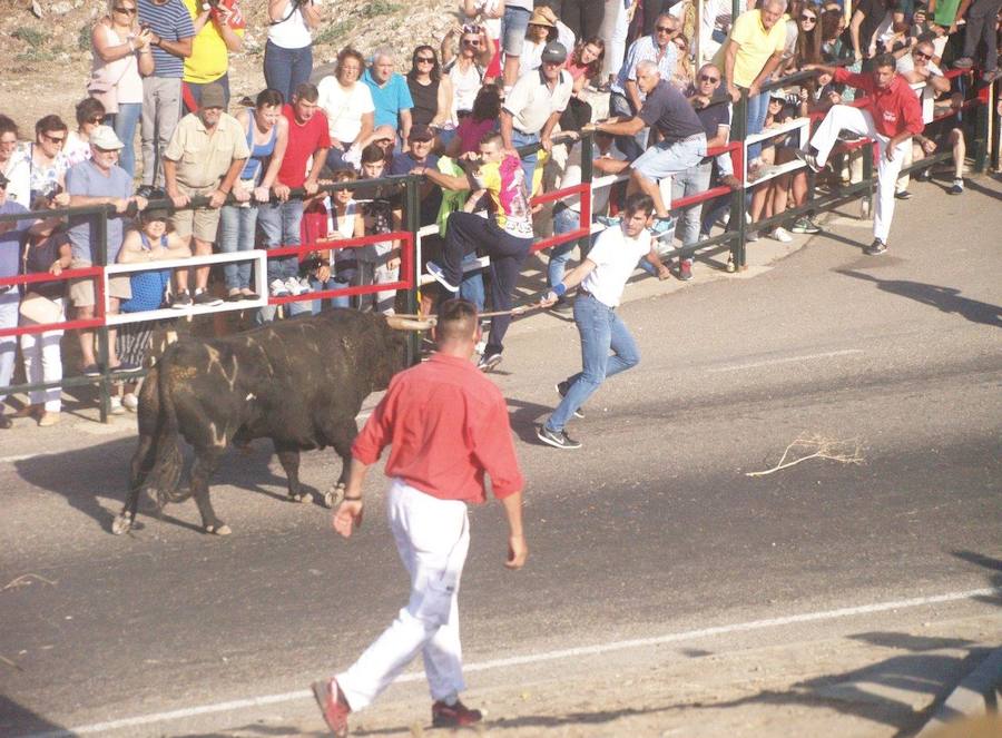 Los 'Encierros tradicionales al estilo de la Villa', declarados como fiesta de interés turístico regional, se celebran el sábado y el domingo.
