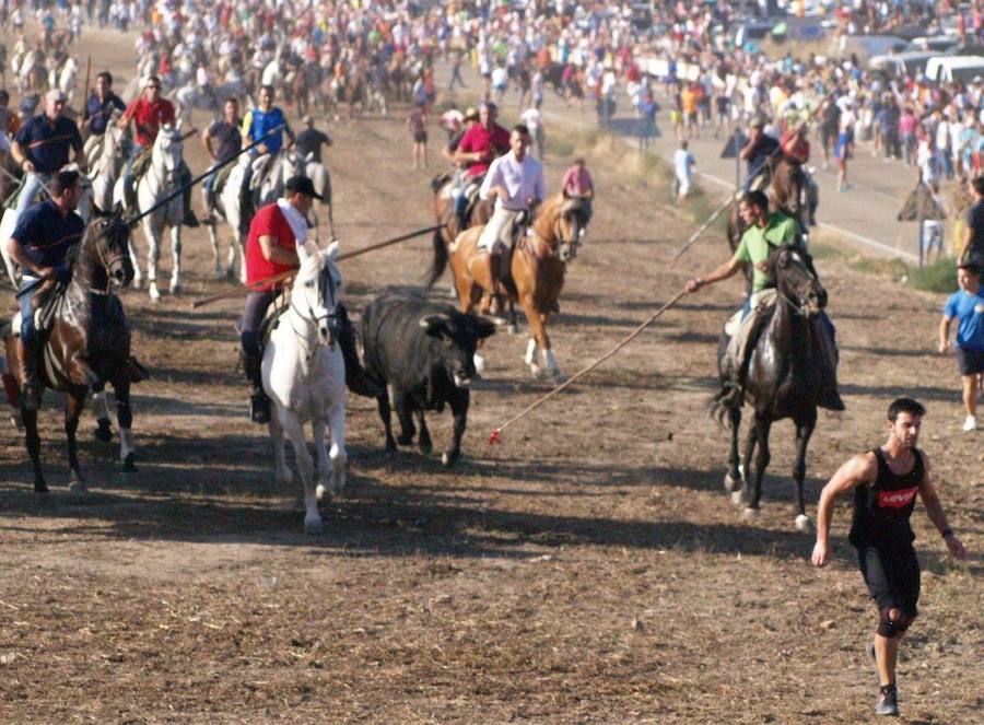 Los 'Encierros tradicionales al estilo de la Villa', declarados como fiesta de interés turístico regional, se celebran el sábado y el domingo.