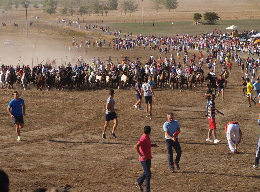 Fotos: Segundo encierro campero de las fiestas de Olmedo