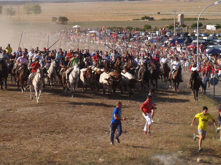 Fotos: Segundo encierro campero de las fiestas de Olmedo