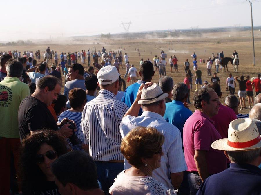 Fotos: Segundo encierro campero de las fiestas de Olmedo