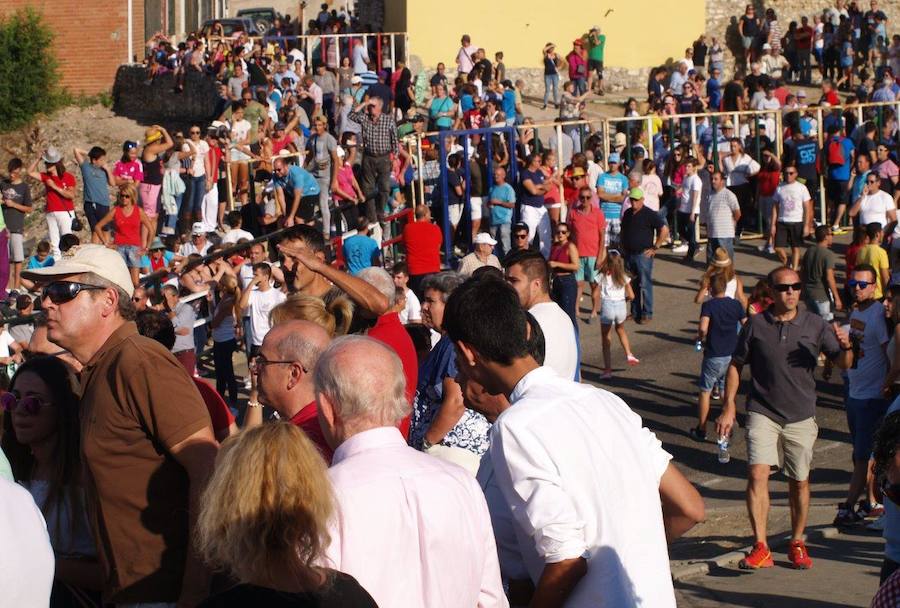 Fotos: Segundo encierro campero de las fiestas de Olmedo