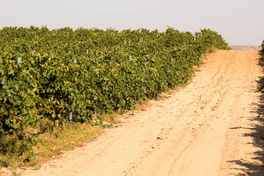 Fotos: Corriendo entre viñas en Matapozuelos