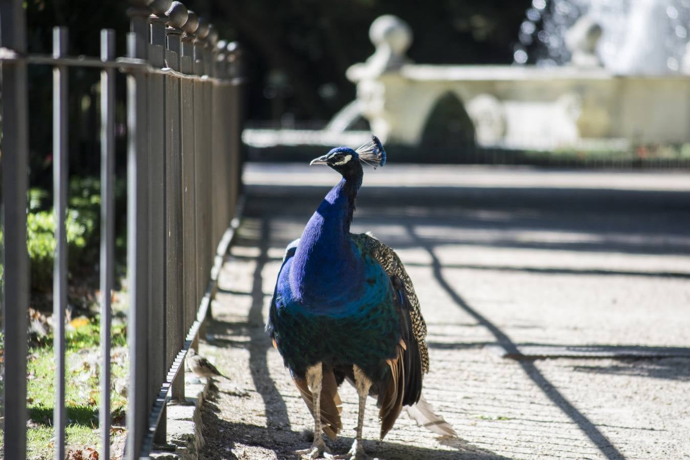 Fotos: Llega el otoño al Campo Grande