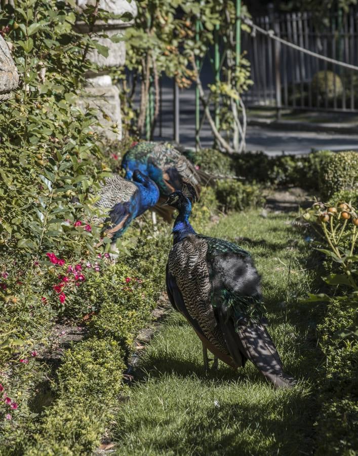 Fotos: Llega el otoño al Campo Grande
