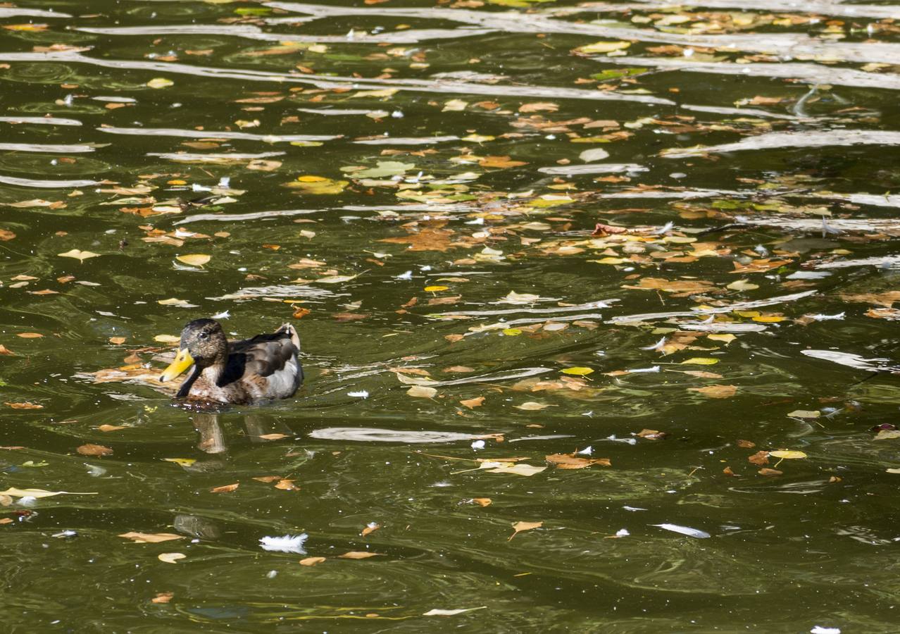 Fotos: Llega el otoño al Campo Grande