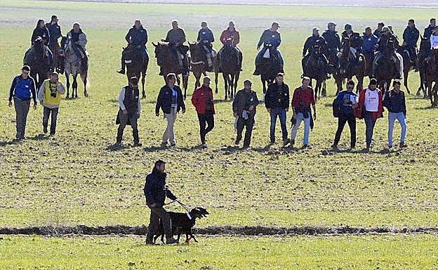 Semifinales del Campeonato Nacional de la Copa del Rey de Galgos en Madrigal de las Altas Torres, Ávila, en enero.