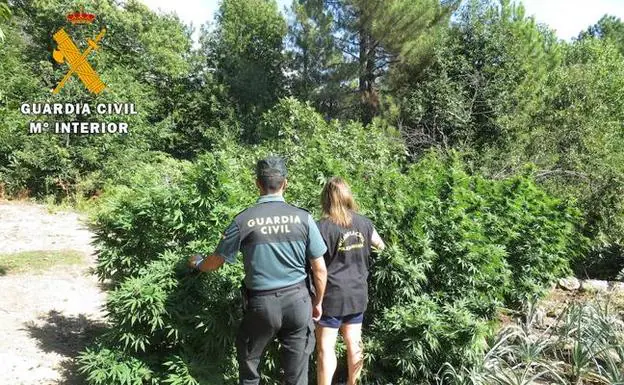 Dos detenidos por una plantación de cannabis en Guisando