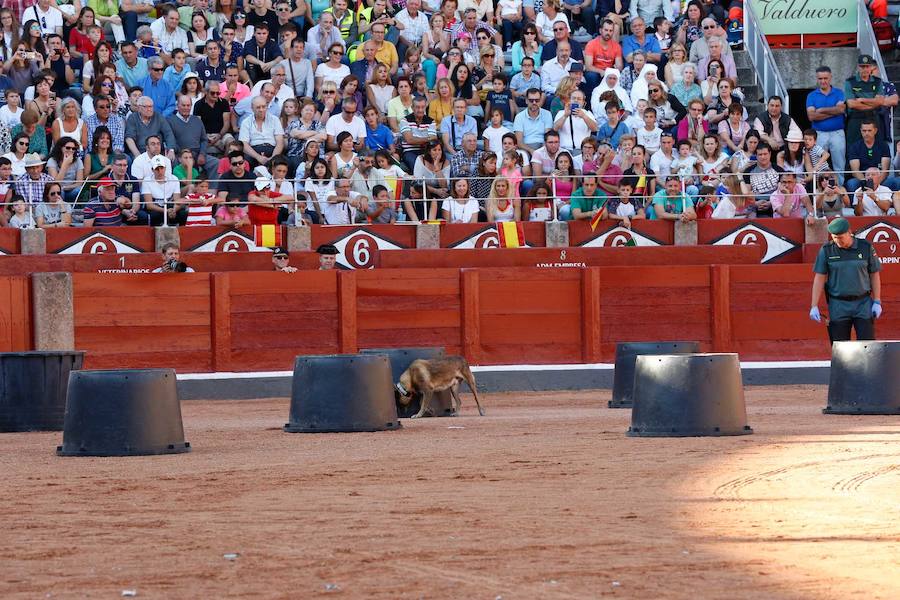 Exhibición de la Guardia Civil en la Plaza de Toros de La Glorieta de Salamanca