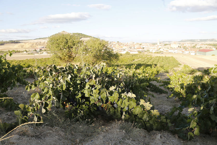 Fotos: La vendimia en Dueñas