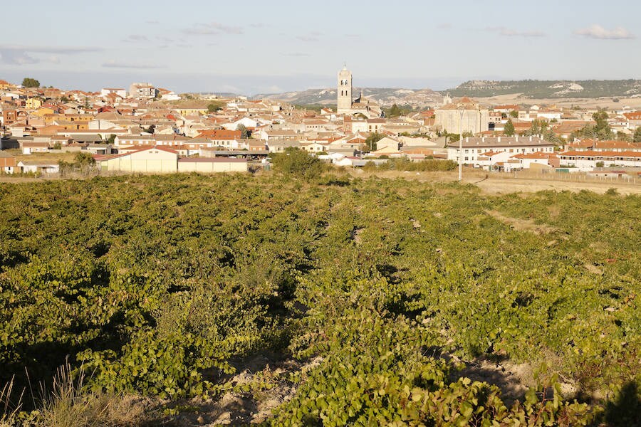 Fotos: La vendimia en Dueñas