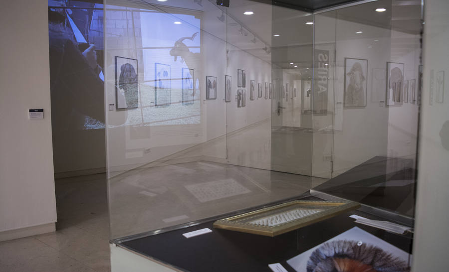 Fotos: El Museo de la Ciencia de Valladolid acoge la exposición fotográfica &#039;Bestiarium&#039;