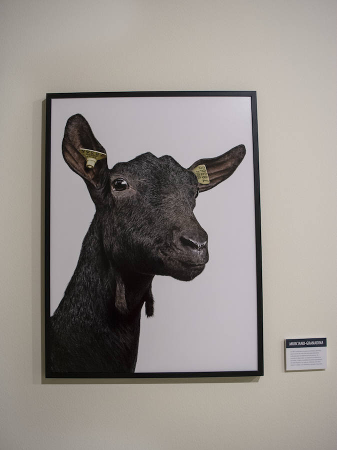 Fotos: El Museo de la Ciencia de Valladolid acoge la exposición fotográfica &#039;Bestiarium&#039;