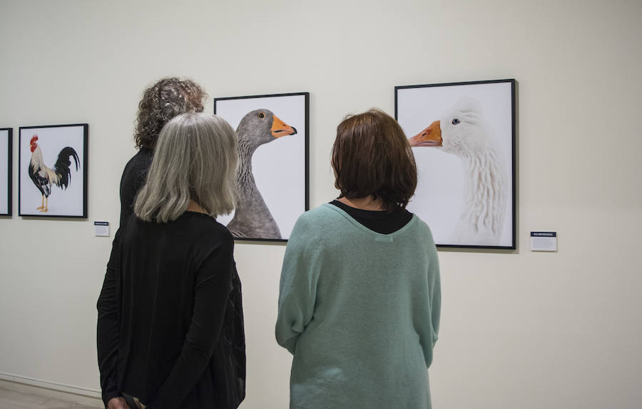 Fotos: El Museo de la Ciencia de Valladolid acoge la exposición fotográfica &#039;Bestiarium&#039;