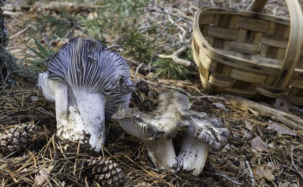 Hygrophorus Marzuolus