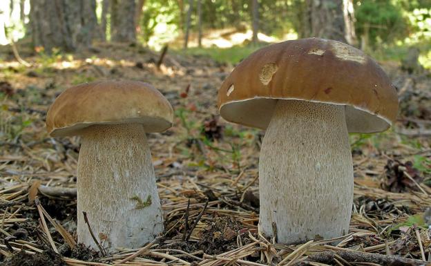 Boletus edulis.