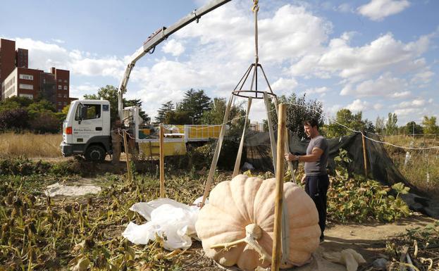 El agricultor Sergio García, en el delicado momento de la recolección de esta calabaza gigante. 