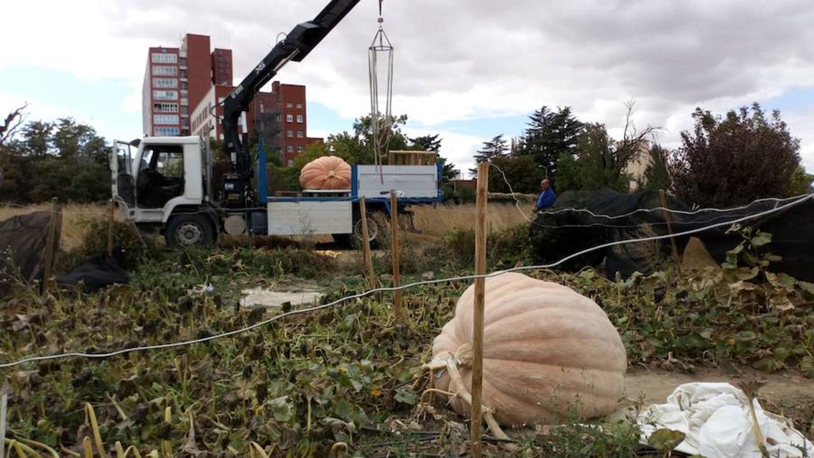 La calabaza de 600 kilos cultivada por el palentino Sergio García logra el primer puesto en el certamen de calabazas gigantes de Igüeña.