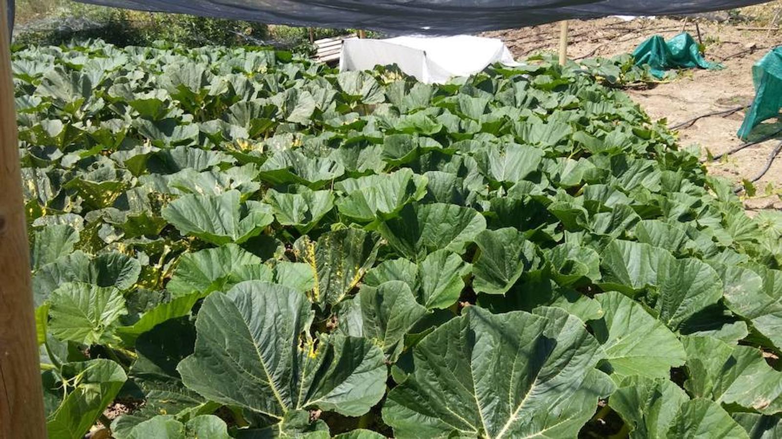 La calabaza de 600 kilos cultivada por el palentino Sergio García logra el primer puesto en el certamen de calabazas gigantes de Igüeña.