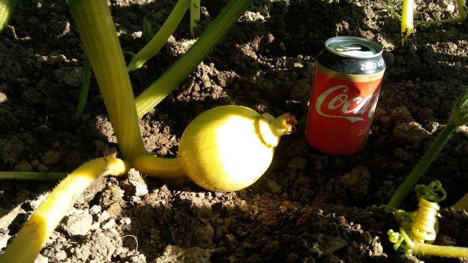 La calabaza de 600 kilos cultivada por el palentino Sergio García logra el primer puesto en el certamen de calabazas gigantes de Igüeña.