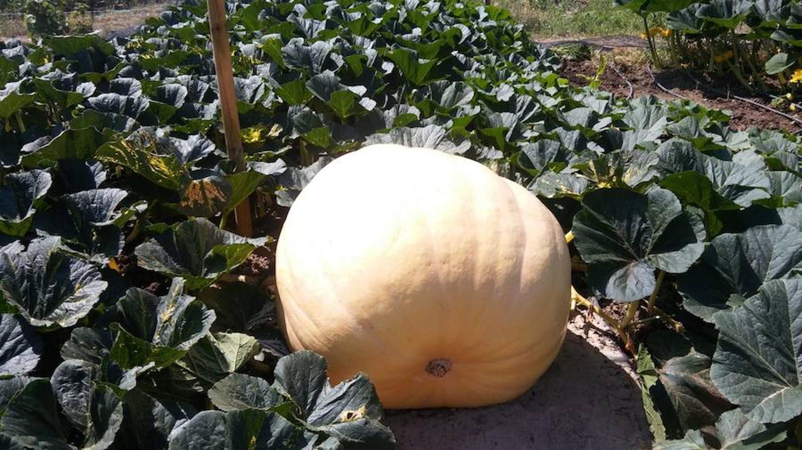 La calabaza de 600 kilos cultivada por el palentino Sergio García logra el primer puesto en el certamen de calabazas gigantes de Igüeña.