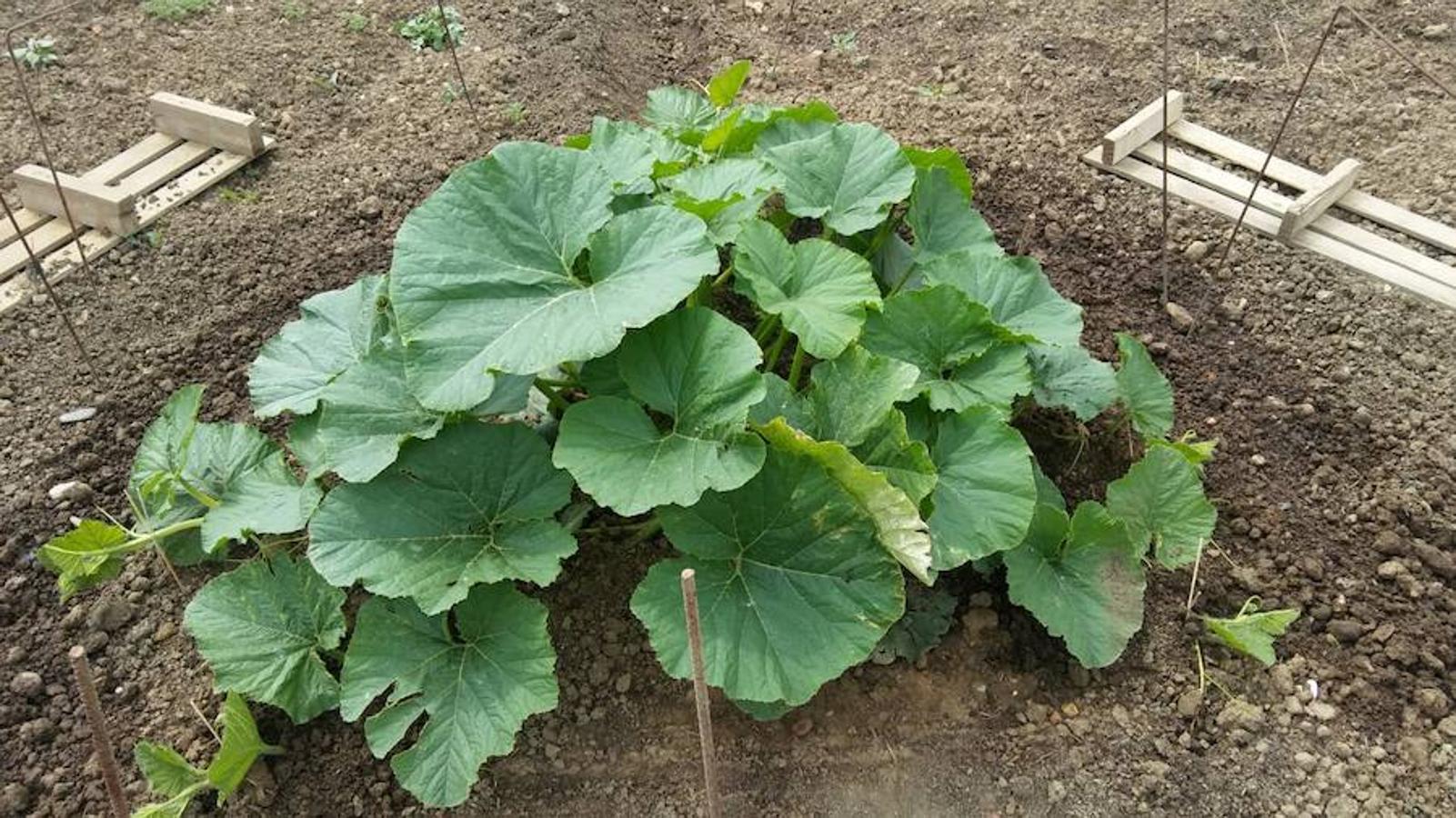 La calabaza de 600 kilos cultivada por el palentino Sergio García logra el primer puesto en el certamen de calabazas gigantes de Igüeña.