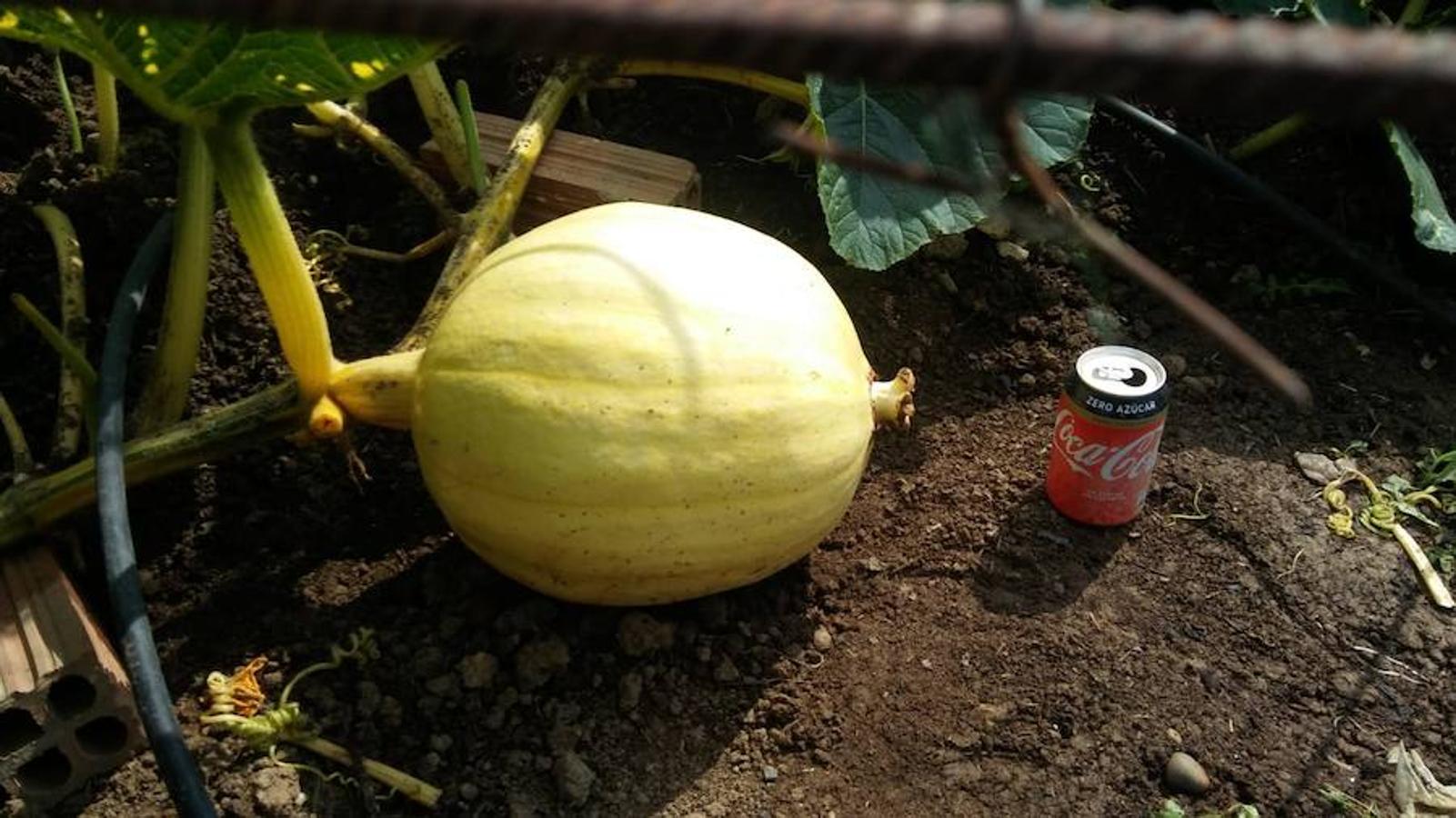 La calabaza de 600 kilos cultivada por el palentino Sergio García logra el primer puesto en el certamen de calabazas gigantes de Igüeña.