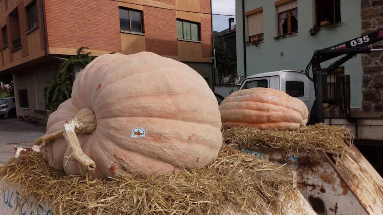 La calabaza de 600 kilos cultivada por el palentino Sergio García logra el primer puesto en el certamen de calabazas gigantes de Igüeña.