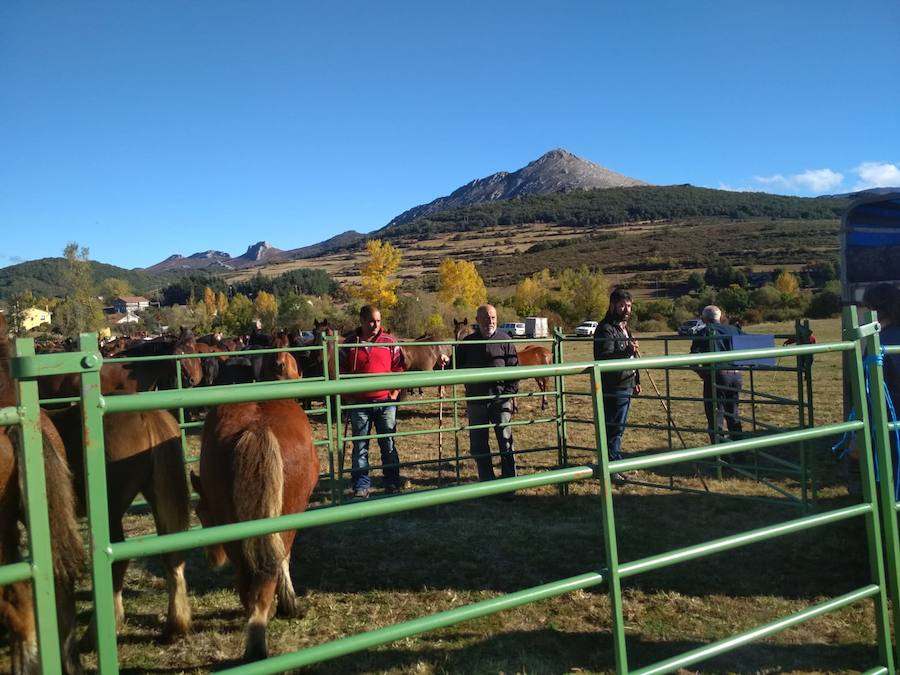 Fotos: Feria de caballos en La Pernía