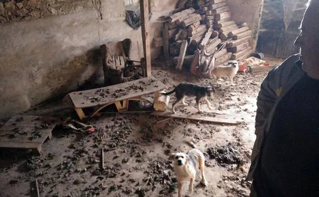 Tres de los perros rescatados, en el interior de la vivienda de Roda de Eresma. 