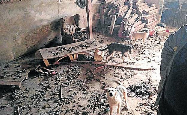 Tres de los perros rescatados, en el interior de la casa de Roda de Eresma.