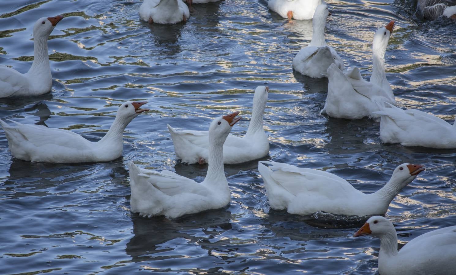 Fotos: Un paseo por el río