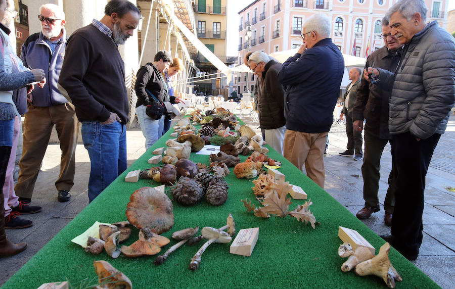 Fotos: Segovia celebra San Frutos (2)