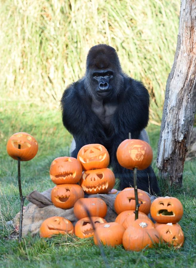 Algunos de los animales del zoo de Londres como los monos ardillas bolivianos, las jirafas y los gorilas disfrutan en sus recintos de los adornos espeluznantes para la fiesta anual de Halloween