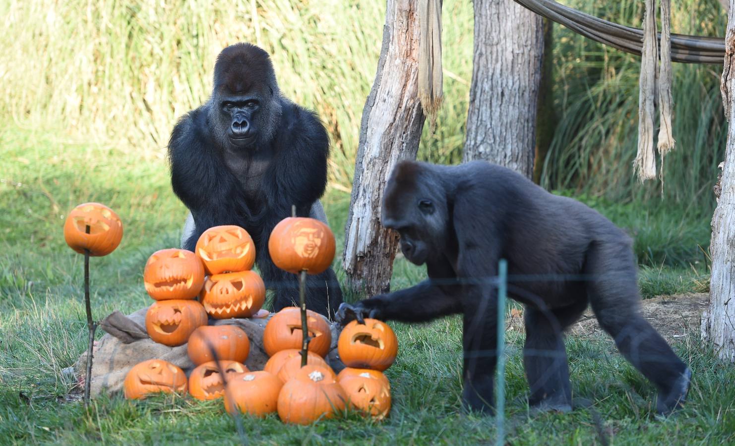 Algunos de los animales del zoo de Londres como los monos ardillas bolivianos, las jirafas y los gorilas disfrutan en sus recintos de los adornos espeluznantes para la fiesta anual de Halloween