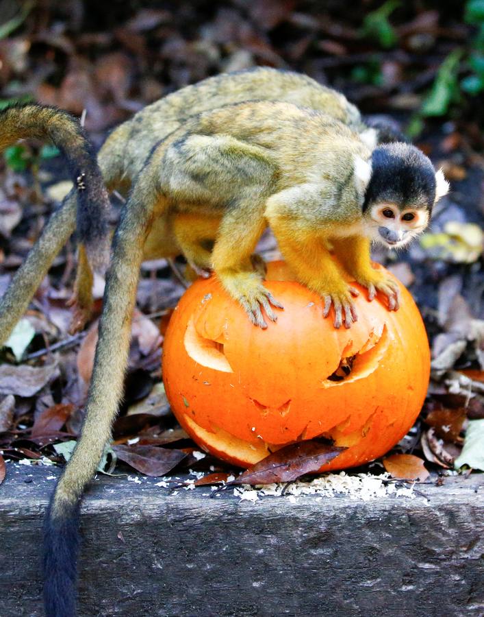 Algunos de los animales del zoo de Londres como los monos ardillas bolivianos, las jirafas y los gorilas disfrutan en sus recintos de los adornos espeluznantes para la fiesta anual de Halloween
