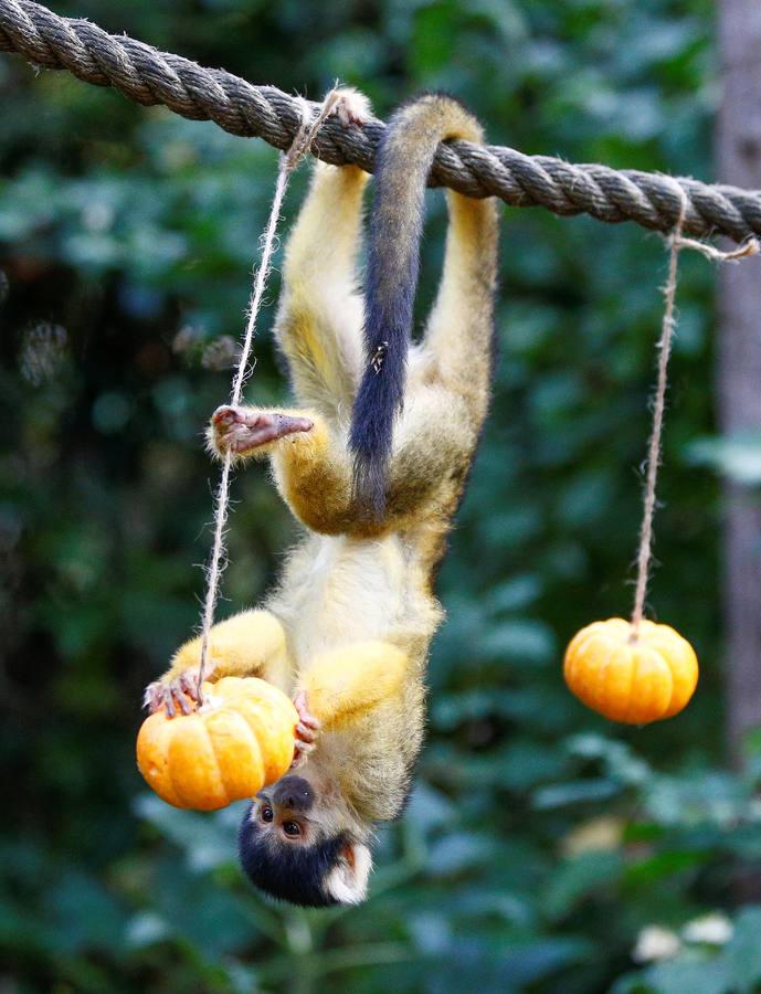 Algunos de los animales del zoo de Londres como los monos ardillas bolivianos, las jirafas y los gorilas disfrutan en sus recintos de los adornos espeluznantes para la fiesta anual de Halloween