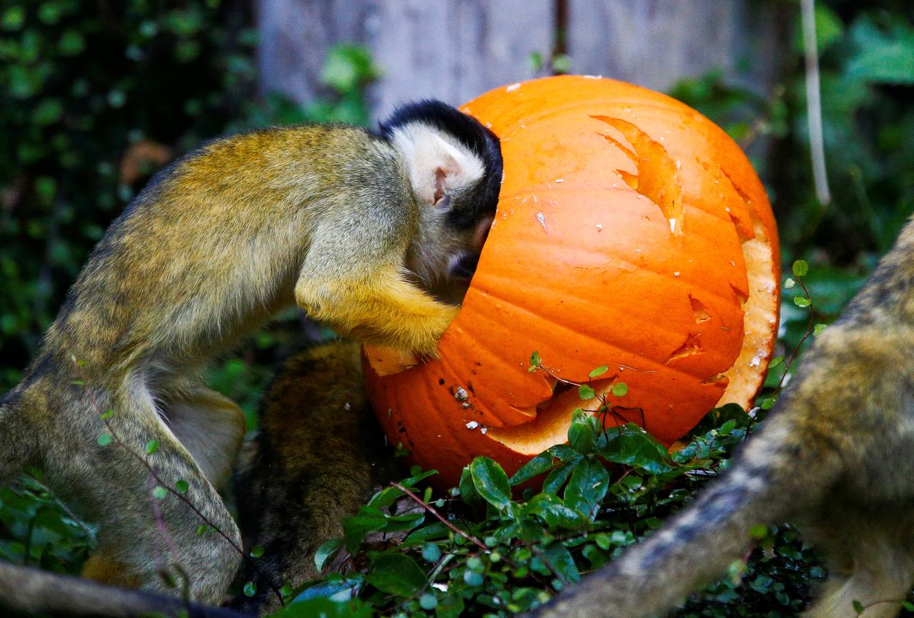 Algunos de los animales del zoo de Londres como los monos ardillas bolivianos, las jirafas y los gorilas disfrutan en sus recintos de los adornos espeluznantes para la fiesta anual de Halloween
