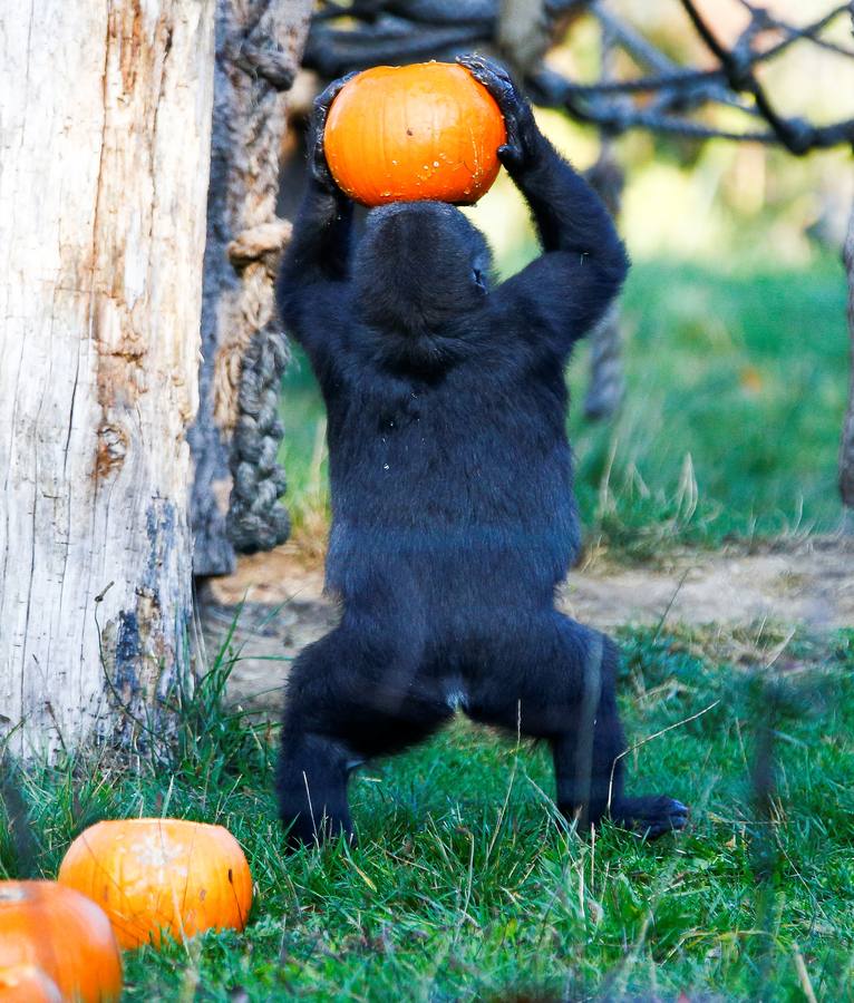 Algunos de los animales del zoo de Londres como los monos ardillas bolivianos, las jirafas y los gorilas disfrutan en sus recintos de los adornos espeluznantes para la fiesta anual de Halloween