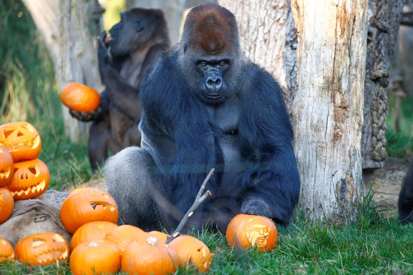 Algunos de los animales del zoo de Londres como los monos ardillas bolivianos, las jirafas y los gorilas disfrutan en sus recintos de los adornos espeluznantes para la fiesta anual de Halloween