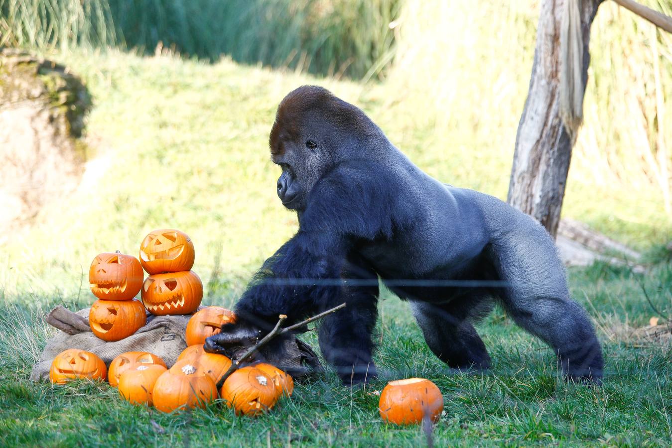 Algunos de los animales del zoo de Londres como los monos ardillas bolivianos, las jirafas y los gorilas disfrutan en sus recintos de los adornos espeluznantes para la fiesta anual de Halloween