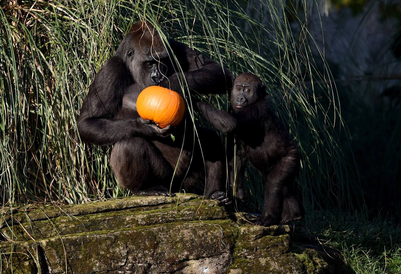 Algunos de los animales del zoo de Londres como los monos ardillas bolivianos, las jirafas y los gorilas disfrutan en sus recintos de los adornos espeluznantes para la fiesta anual de Halloween