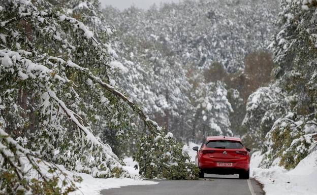 Un coche esquiva un árbol caido por el peso de la nieve, en una carretera de Lugo.