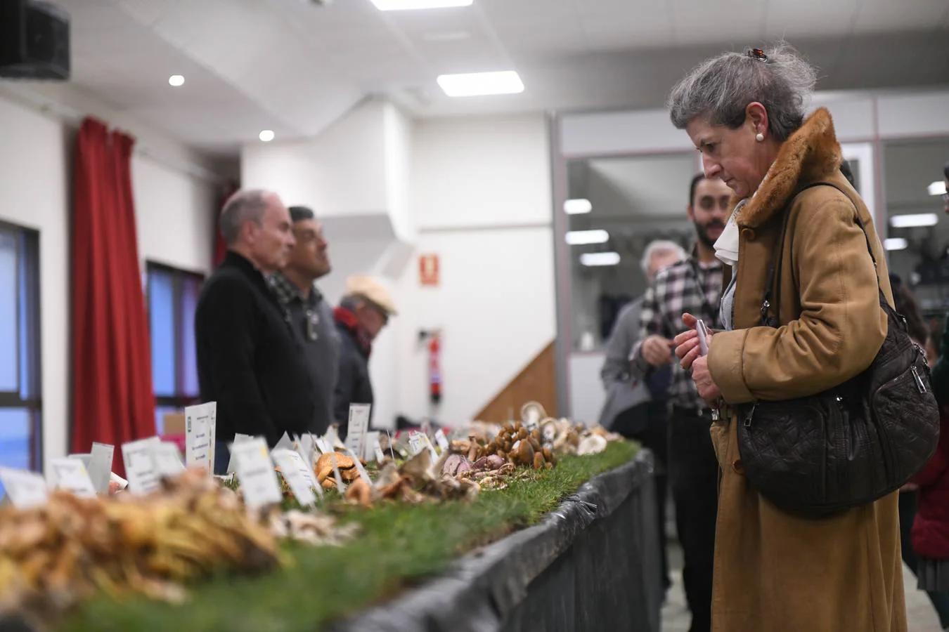 La muestra incluye, como ejemplares curiosos, una buena colección de setas de coral y de 'setas coliflor' recogidas en la Peña de Francia, de casi treinta centímetros de diámetro