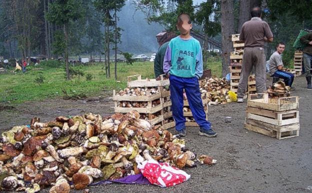 Boletus recogidos en masa en una de las zonas acotadas.