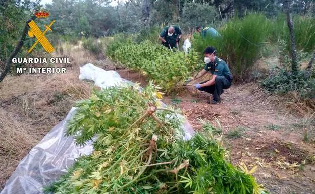 Plantación de marihuana incautada por la Guardia Civil cerca de la localidad abulense de El Barco de Ávila.