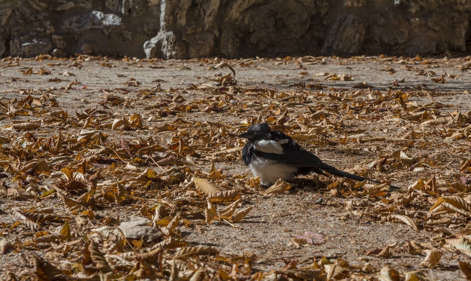 Fotos: El otoño viste a Valladolid
