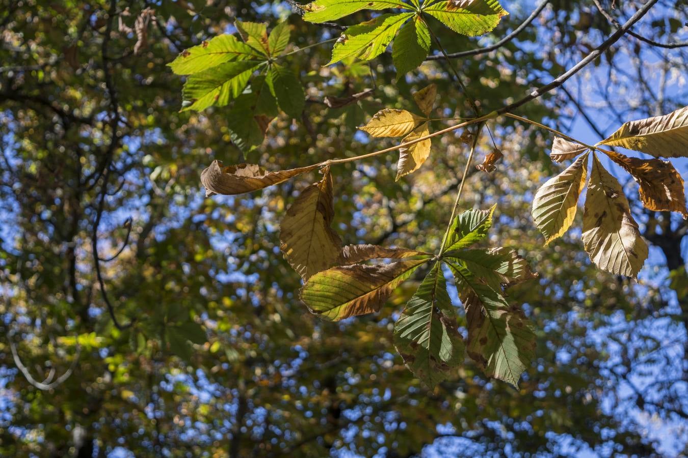 Fotos: El otoño viste a Valladolid